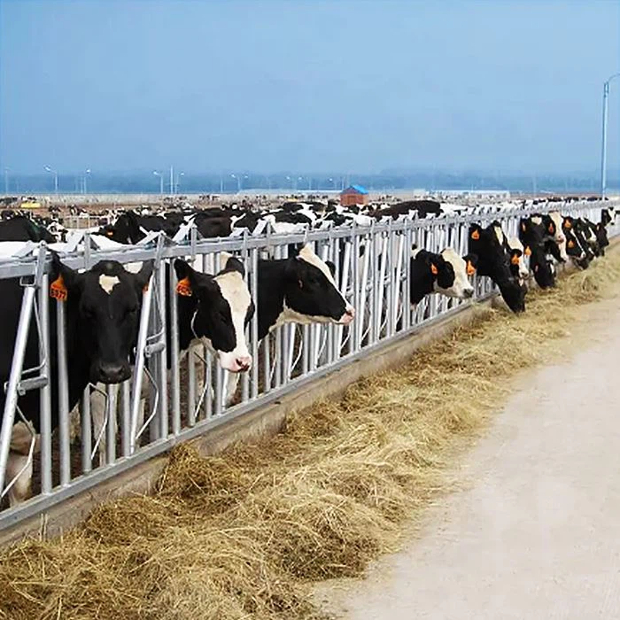 Cattle Headlock manufacture