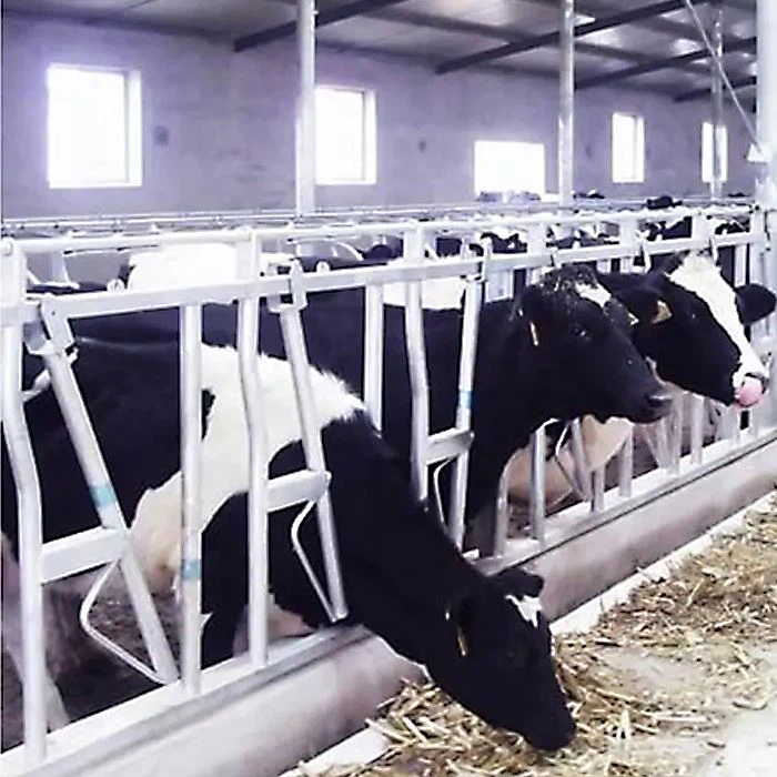 China Cattle Headlock