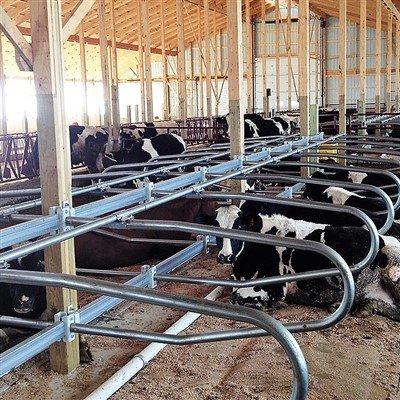 Beneficios económicos de los establos libres de vacas: mejora del rendimiento...